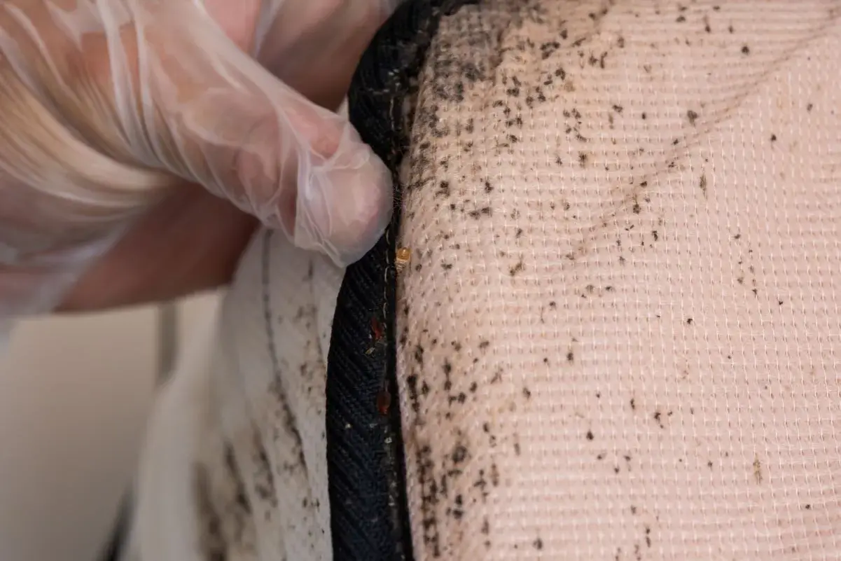 Main d'une personne portant un gant inspecte un matelas, révélant des traces de punaises de lit et leurs excréments sur le drap.