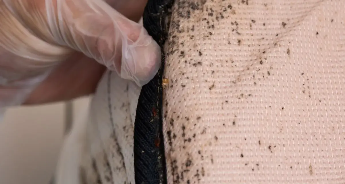Main d'une personne portant un gant inspecte un matelas, révélant des traces de punaises de lit et leurs excréments sur le drap.