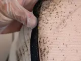 Main d'une personne portant un gant inspecte un matelas, révélant des traces de punaises de lit et leurs excréments sur le drap.