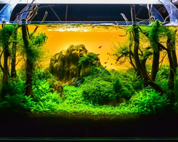 Un paysage aquatique luxuriant, une idée déco parfaite pour un aquarium vide. Des poissons bleus nagent dans une jungle verdoyante.