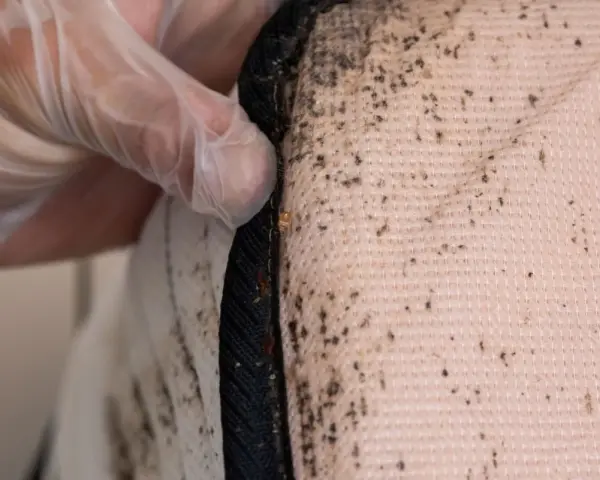 Main d'une personne portant un gant inspecte un matelas, révélant des traces de punaises de lit et leurs excréments sur le drap.
