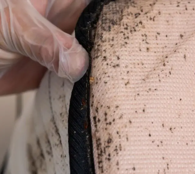 Main d'une personne portant un gant inspecte un matelas, révélant des traces de punaises de lit et leurs excréments sur le drap.