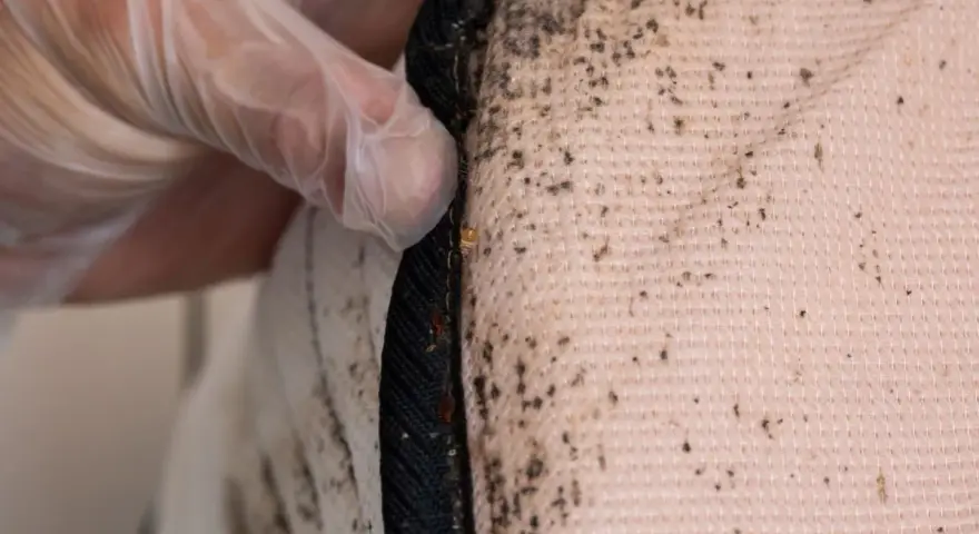 Main d'une personne portant un gant inspecte un matelas, révélant des traces de punaises de lit et leurs excréments sur le drap.