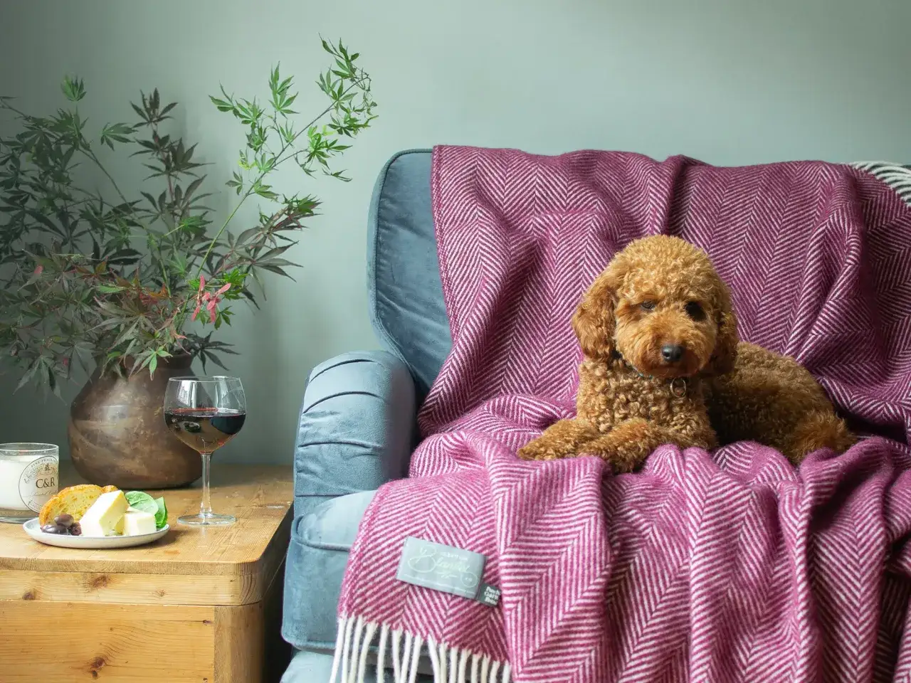Un caniche brun se repose sur un plaid rose &agrave; chevrons sur un canap&eacute; bleu. Une id&eacute;e d&eacute;co plaid sur canap&eacute; pour une ambiance cosy.